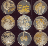 微生物也可以很美麗！在培養皿中以實驗素材排列成類似浮雕的作品。